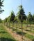 ZELKOVA serrata 'Urban Ruby'