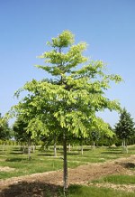 ZELKOVA serrata