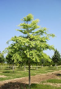 Zelkova du Japon