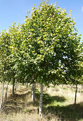 TILIA platyphyllos (Tilleul de Hollande)