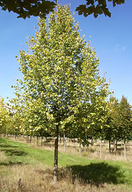 Tilleul d'Hollande, Tilia platyphyllos