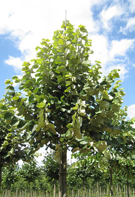 TILIA tomentosa / TILLEUL ARGENTE