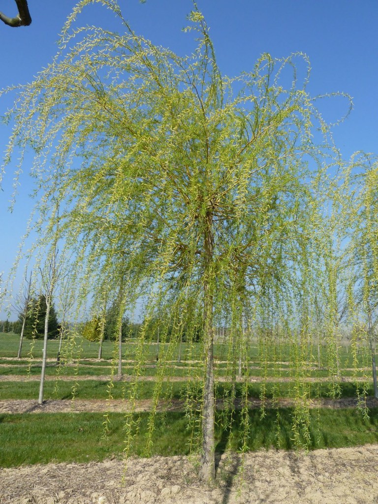 Саженцы плакучей. Ива белая (Salix Alba). Ива Вавилонская (плакучая) (Salix babylonica). Ива белая Тристис Salix Alba `tristis`. Salix Alba Ива плакучая.